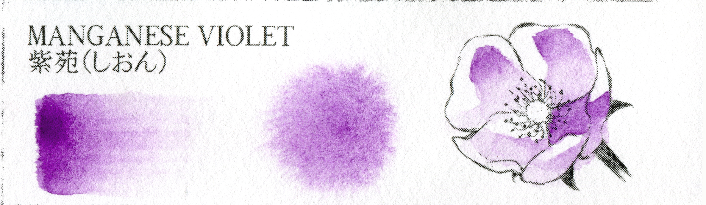 MANGANESE VIOLET 紫苑（しおん）