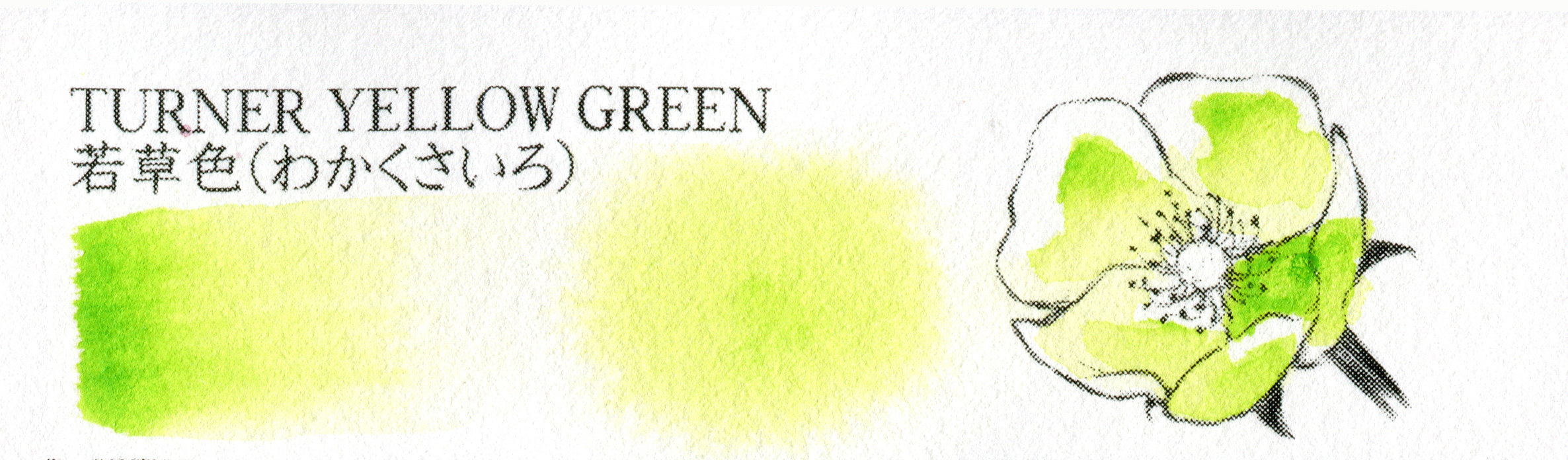 TURNER YELLOW GREEN 若草色（わかくさいろ）