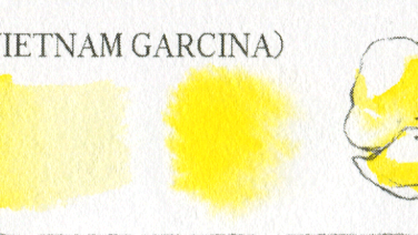 上嫩月黄(VETNAM GARCINA)